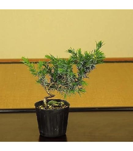 Amazon.co.jp: 盆栽苗：斑入真柏* : DIY・工具・ガーデン